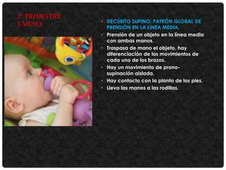 2° TRIMESTRE
5 MESES

• DECÚBITO SUPINO: PATRÓN GLOBAL DE
PRENSIÓN EN LA LÍNEA MEDIA.
• Prensión de un objeto en la línea media
con ambas manos.
• Traspasa de mano el objeto, hay
diferenciación de los movimientos de
cada uno de los brazos.
• Hay un movimiento de pronosupinación aislada.
• Hay contacto con la planta de los pies.
• Lleva las manos a las rodillas.

 