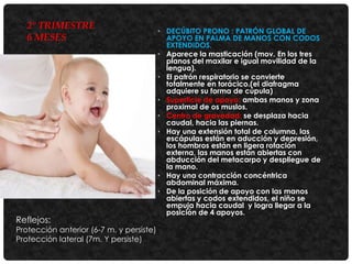 2° TRIMESTRE
6 MESES

Reflejos:

Protección anterior (6-7 m. y persiste)
Protección lateral (7m. Y persiste)

• DECÚBITO PRONO : PATRÓN GLOBAL DE
APOYO EN PALMA DE MANOS CON CODOS
EXTENDIDOS.
• Aparece la masticación (mov. En los tres
planos del maxilar e igual movilidad de la
lengua).
• El patrón respiratorio se convierte
totalmente en torácico.(el diafragma
adquiere su forma de cúpula)
• Superficie de apoyo: ambas manos y zona
proximal de os muslos.
• Centro de gravedad: se desplaza hacia
caudal, hacia las piernas.
• Hay una extensión total de columna, las
escápulas están en aducción y depresión,
los hombros están en ligera rotación
externa, las manos están abiertas con
abducción del metacarpo y despliegue de
la mano.
• Hay una contracción concéntrica
abdominal máxima.
• De la posición de apoyo con las manos
abiertas y codos extendidos, el niño se
empuja hacia caudal y logra llegar a la
posición de 4 apoyos.

 