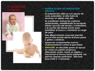 3° TRIMESTRE
7-8 MESES

• PATRÓN GLOBAL DE SEDESTACIÓN
OBLICUA:
• B) sedestación oblicua con apoyo de
codo extendido: el niño trata de
alcanzar un objeto más alto.
• Se mantienen activas las cadenas
abdominales, estabilizando la escapula
inferior (acción del serrato y romboides)
y la acción del dorsal ancho para
estabilizar el tronco y mantener la carga
de peso.
• Esta diferenciación muscular permite
que el niño pueda elevar el brazo pasar
a gateo y sentarse.
• Aparecen componentes nuevos:
enderezamiento contra la gravedad.
• ARRASTRE: en decúbito prono se apoya
en codos en patrón reciproco,
alternando codos, hacia un objeto y
traccionan el tronco hacia adelante. Las
piernas apenas participan . Esta fase
dura entre 2 3 semanas.

 