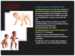 4° TRIMESTRE
10-12 MESES

• PATRÓN GLOBAL DE BIPEDESTACIÓN:
• A) bipedestación con tracción desde los
brazos(10 meses): la extremidad inferior
facial es llevada hacia delante y el pie
se coloca al lado de la rodilla apoyada,
con dorsiflexión y apoyo en punta de
pie
• Desde este punto la columna no tiene
movilidad libre, por lo cual utiliza ambos
brazos para incorporarse,
traccionándose con ellos.
• B) bipedestación sin tracción desde los
brazos (11-12 meses):
• Al lograr mayor enderezamiento en
cadera, la columna presenta movilidad
más libre.
• Se afirma con sus manos del mueble y
carga peso en una extremidad inferior.

 