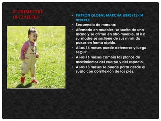 4° TRIMESTRE
10-12 MESES

• PATRÓN GLOBAL MARCHA LIBRE (12-14
meses):
• Secuencia de marcha:
• Afirmado en muebles, se suelta de una
mano y se afirma en otro mueble, al ir a
su madre se sostiene de sus mmii, da
pasos en forma rápida.
• A los 14 meses puede detenerse y luego
seguir.
• A los 16 meses cambia los planos de
movimientos del cuerpo y del espacio.
• A los 18 meses se puede parar desde el
suelo con dorsiflexión de los piés.

 