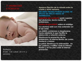 1° TRIMESTRE
6 SEMANAS

Reflejos:

Ender. Cef. Laber. (0-2 m. y
persiste)

• Aparece fijación de la mirada entre la
cuarta y sexta semana.
• DECÚBITO PRONO:PATRÓN GLOBAL DE
APOYO EN TERCIO MEDIO DE
ANTEBRAZOS.
• Superficie de contacto: parte superior
del abdomen, tercio medio de
antebrazos.
• Centro de gravedad: sobre el ombligo.
• La columna está con mas extensión en
el eje axial.
• Los MMSS comienzan a desplazarse
hacia adelante lo que facilita la
abducción y rotación externa.
• Disminuye la pronación de los
antebrazos, la intensa flexión de codos
muñeca y manos.
• La pelvis disminuye la anteversión , en
las caderas y rodillas cede la intensa
flexión y en los pies cede la intensa
pronación.

 