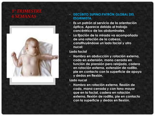 1° TRIMESTRE
6 SEMANAS

• DECÚBITO SUPINO:PATRÓN GLOBAL DEL
ESGRIMISTA.
• Es un patrón al servicio de la orientación
óptica. Aparece debido al trabajo
concéntrico de los abdominales.
• La fijación de la mirada va acompañado
de una rotación de la cabeza,
constituyéndose un lado facial y otro
nucal:
Lado facial
• Hombro en abducción y rotación externa,
codo en extensión, mano cerrada en
función de prensión pero relajada, cadera
en rotación externa, extensión de rodilla,
pie en contacto con la superficie de apoyo
y dedos en flexión.
Lado nucal
• Hombro en rotación externa, flexión de
codo, mano cerrada y con tono mayor
que en la facial, cadera en rotación
externa, flexión de rodilla, pie en contacto
con la superficie y dedos en flexión.

 