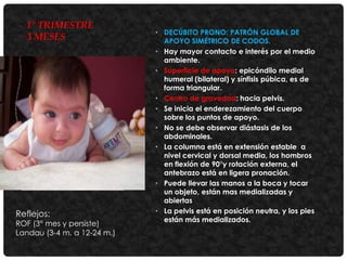 1° TRIMESTRE
3 MESES

Reflejos:

ROF (3° mes y persiste)
Landau (3-4 m. a 12-24 m.)

• DECÚBITO PRONO: PATRÓN GLOBAL DE
APOYO SIMÉTRICO DE CODOS.
• Hay mayor contacto e interés por el medio
ambiente.
• Superficie de apoyo: epicóndilo medial
humeral (bilateral) y sínfisis púbica, es de
forma triangular.
• Centro de gravedad: hacia pelvis.
• Se inicia el enderezamiento del cuerpo
sobre los puntos de apoyo.
• No se debe observar diástasis de los
abdominales.
• La columna está en extensión estable a
nivel cervical y dorsal media, los hombros
en flexión de 90°y rotación externa, el
antebrazo está en ligera pronación.
• Puede llevar las manos a la boca y tocar
un objeto, están mas medializadas y
abiertas
• La pelvis está en posición neutra, y los pies
están más medializados.

 