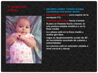 1° TRIMESTRE
3 MESES

• DECÚBITO SUPINO: PATRÓN GLOBAL
COORDINACIÓN MANO-MANO.
• Superficie de apoyo: nuca-espina de la
escápula-T12.
• Centro de gravedad: hacia craneal.
• El peso se traslada hacia craneal, es
una postura estable simétrica y en la
línea media.
• La cabeza está en la línea media y
realiza giro libre.
• Logra un desplazamiento ocular de 30°,
sin movimiento asociado de cabeza y
extremidades.
• La columna está en extensión estable a
nivel cervical y dorsal.

 