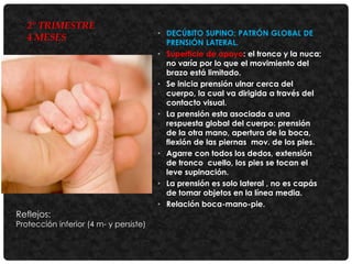 2° TRIMESTRE
4 MESES

Reflejos:

Protección inferior (4 m- y persiste)

• DECÚBITO SUPINO: PATRÓN GLOBAL DE
PRENSIÓN LATERAL.
• Superficie de apoyo: el tronco y la nuca;
no varía por lo que el movimiento del
brazo está limitado.
• Se inicia prensión ulnar cerca del
cuerpo, la cual va dirigida a través del
contacto visual.
• La prensión esta asociada a una
respuesta global del cuerpo: prensión
de la otra mano, apertura de la boca,
flexión de las piernas mov. de los pies.
• Agarre con todos los dedos, extensión
de tronco cuello, los pies se tocan el
leve supinación.
• La prensión es solo lateral , no es capás
de tomar objetos en la línea media.
• Relación boca-mano-pie.

 