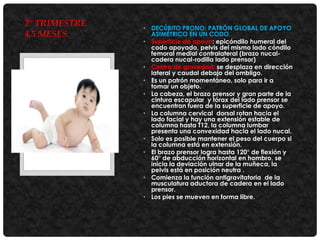 2° TRIMESTRE
4,5 MESES

• DECÚBITO PRONO: PATRÓN GLOBAL DE APOYO
ASIMÉTRICO EN UN CODO.
• Superficie de apoyo: epicóndilo humeral del
codo apoyado, pelvis del mismo lado cóndilo
femoral medial contralateral (brazo nucalcadera nucal-rodilla lado prensor)
• Centro de gravedad: se desplaza en dirección
lateral y caudal debajo del ombligo.
• Es un patrón momentáneo, solo para ir a
tomar un objeto.
• La cabeza, el brazo prensor y gran parte de la
cintura escapular y tórax del lado prensor se
encuentran fuera de la superficie de apoyo.
• La columna cervical dorsal rotan hacia el
lado facial y hay una extensión estable de
columna hasta T12, la columna lumbar
presenta una convexidad hacia el lado nucal.
• Solo es posible mantener el peso del cuerpo si
la columna está en extensión.
• El brazo prensor logra hasta 120° de flexión y
60° de abducción horizontal en hombro, se
inicia la deviación ulnar de la muñeca, la
pelvis está en posición neutra .
• Comienza la función antigravitatoria de la
musculatura aductora de cadera en el lado
prensor.
• Los pies se mueven en forma libre.

 