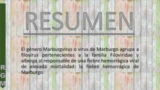 El género Marburgvirus o virus de Marburgo agrupa a
filovirus pertenecientes a la familia Filoviridae y
alberga al responsable de una fiebre hemorrágica viral
de elevada mortalidad: la fiebre hemorrágica de
Marburgo.
 