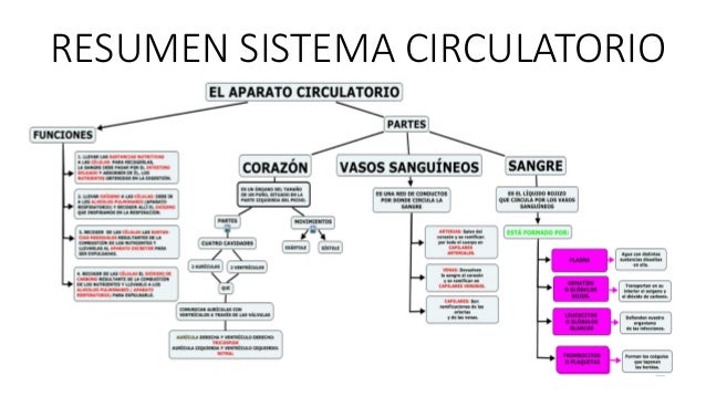 RESUMEN SISTEMA CIRCULATORIO
