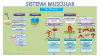 Resumen sistema muscular