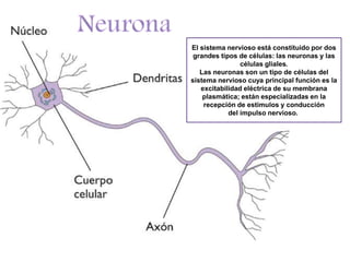 El sistema nervioso está constituido por dos
grandes tipos de células: las neuronas y las
células gliales.
Las neuronas son un tipo de células del
sistema nervioso cuya principal función es la
excitabilidad eléctrica de su membrana
plasmática; están especializadas en la
recepción de estímulos y conducción
del impulso nervioso.
 