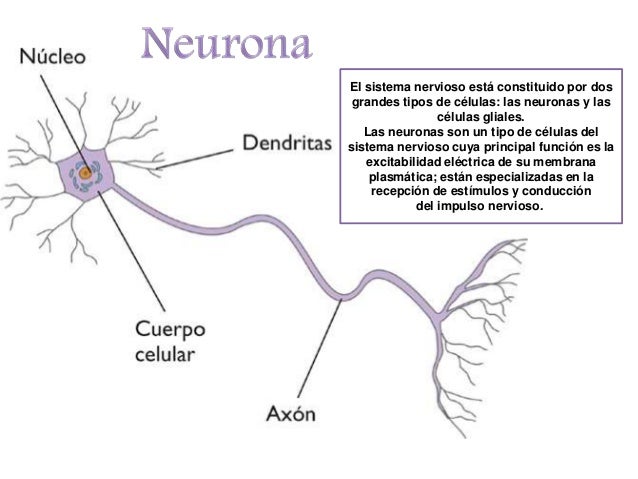 Por Que Son Importantes Las Neuronas