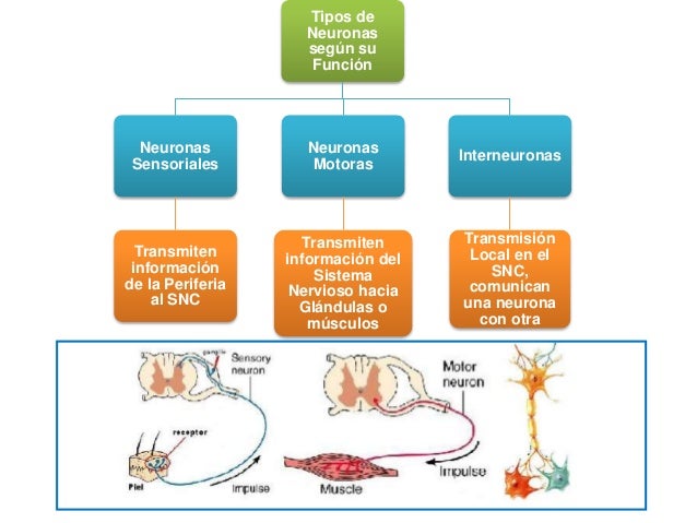 Neurona (Resumen)