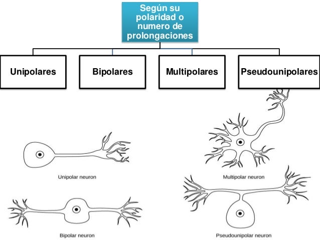 Neurona (Resumen)