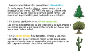 • Los altas montañas y los polos tienen climas fríos.
En los bosques fríos los abetos crecen juntos para
protegerse del viento. Sus hojas de aguja y la forma de
cono evitan que la nieve se acumule en las ramas. Las
raíces son superficiales, para no hundirse en el hielo.
• En Europa predominan los climas templados.
Los olivos mediterráneos se protegen de la sequía gracias a
su corteza gruesa y a la capa protectora de sus hojas, que
almacenan la humedad.
• En las zonas cálidas hay desiertos, junglas y sabanas.
Los cactus del desierto tienen raíces largas para buscar
agua en el suelo y crecen separados para no competir por
ella. ¡Aguantan hasta cinco años sin lluvia!
 