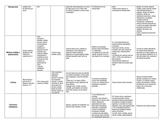 fibrosarcoma cualquier otra
No diferencia por
sexos
tibia destrucción ósea adyacente a una zona
de Paget típica o de un infarto óseo.
No reacción perióstica a menos q haya
fx patológica
El histiocitoma es mas
radiosensible
óseos
Pueden formar parte de un
condrosarcoma indiferenciado.
apilado o en carreta, aspecto
variable, puede presentar células
multinucleadas benignas y
malignas, células con aspecto
histiocitico, células con
citoplasmas espumosos, células
inflamatorias y cantidades
variables de fibrosis
Fibrosarcoma: neoplasia de
células fusiformes dispuestas en
un patrón de espigas. bajo grado:
abundante producción de
colágeno, alto grado: mas
celulares.
Ambos: ausencia de producción
osteoide
Mieloma múltiple y
plasmocitoma
Quinta y séptima
décadas de vida
Predominio
masculino de 2:1
Dolor
Asociado a:
debilidad, pérdida
de peso, anemia,
trombocitopenia,
neuropatía
periférica (en
especial en el tipo
esclerótico del
mieloma múltiple),
hipercalcemia o
insuficiencia renal
Síntomas de corta
duración por
agresividad del
tumor
Fracturas
patológicas
comunes
Columna luego
costillas y pelvis
Lesiones líticas puras, múltiples en
sacabocados y bien definidas sin
esclerosis reactiva periférica
Negativas en las gammagrafías óseas
Marcada expansión ósea, forma de
globo
Mieloma: quimioterapia,
lesiones óseas sintomáticas
 radioterapia
Por esperanza de vida corta
intentar recuperar función lo
más rápido en el tx quirúrgico
Dx: inmunoelectroforesis de
proteínas séricasgamapatia
monoclonal
Serie ósea, hemato, química
completa, serie ósea, biopsia de
medula ósea, ocasionalmente
biopsia
Los linfomas son positivos para los
CD45 y CD20 y los mielomas no
Mal pronostico
Plasmocitomas solitarios sin
afectación sistema pronostico algo
mejor
Laminas de células plasmáticas
son células azules redondas
pequeñas con núcleos aspecto de
reloj, abundante citoplasma con un
halo perinuclear claro, producción
de amiloide abundante.
Linfoma
Más frecuente a
partir de la 6-7
Relación masculino
femenino 1.5:1
Fémur luego pelvis,
columna y costillas
Dolor localizado o
inflamación
Afectación
espinal síntomas
de compresión
radicular o medular
Síntomas de varios
años antes de la
primera consulta
Masas de partes
blandas pueden ser
muy grandes
Zona de destrucción ósea mal definida
con aspecto permeable, cortical puede
estar engrosada y reacción perióstica
rara
Pueden ser rx normales y RMN y
gammagrafía con gran afectación del
canal medular
Estadiaje incluir: hemato, química
completa, gammagrafía, tac torácica
abdominal y pélvica y bx de medula
ósea
Tx primario quimioterapia
Control local radioterapia
Qx rara vez, indicada para fx
patológicas inminentes o
presentes.
Óseos primarios mejor pronostico
Mezcla de células linfoides
grandes y pequeñas con núcleos
clivados y no clivados, pueden
parecer sarcomatosos o difíciles
de diferenciar de un sarcoma de
Ewing o de un carcinoma
indiferenciado
Carcinoma
metastasico
Agresivo, sugestivo de malignidad, con
lesiones líticas, blasticas o mixtas
Tx con citotoxicos por
oncólogo
Hormonal, yodo radiactivo
Bifosfonatos prevenir mets
óseas y reabsorción
osteoclastica del hueso
Mets óseas sintomáticas
responden a radioterapia
Qx para fx patológicas
inminentes o actuales,
considerar que sea estable
para permitir carga inmediata
con rehabilitación rápida pero
DX: historia clínica y exploración
minuciosa (próstata y mama)
laboratorios básicos (electroforesis
de proteínas y antígeno prostático
especifico) rx de todos los huesos
afectados y tórax, gammagrafía ósea
y TAC toracoabdominopelvica
Biopsia para establecer relación
entre el ca primario
Ca mets: mama, próstata, plumón,
riñones, tiroides y gastrointestinal.
Parecido al de la lesión primaria
 