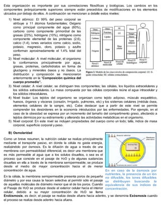 Esta organización es importante por sus connotaciones filosóficas y biológicas. Los cambios en los
componentes jerárquicamente superiores siempre están precedidos de modificaciones en los elementos
ubicados por debajo de ellos. A continuación se mencionan a detalle estos niveles:
1) Nivel atómico: El 99% del peso corporal se
atribuye a 11 átomos fundamentales; Oxígeno
como principal componente del agua (60%),
carbono como componente primordial de las
grasas (23%), hidrógeno (10%), nitrógeno como
componente elemental de las proteínas (2.6),
calcio (1.4), iones variados como calcio, sodio,
potasio, magnesio, cloro, potasio y azufre
conforman aproximadamente el 1.4% total del
peso.
2) Nivel molecular: A nivel molecular, el organismo
lo conformamos principalmente por agua,
grasas, proteínas, carbohidratos en forma de
glucógeno y minerales óseos y no óseos. La
distribución y composición se mencionaron
anteriormente en la “Composición química del
cuerpo promedio”.
3) Nivel celular: A nivel celular, se distinguen tres componentes; las células, los líquidos extracelulares y
los sólidos extracelulares. La masa compuesta por las células corporales reúne el agua intracelular y
los sólidos intracelulares.
4) Nivel tisular: Los tejidos del organismo se organizan como tejido adiposo, músculo esquelético,
huesos, órganos y vísceras (corazón, h+igado, pulmones, etc) y los sistemas celulares (médula ósea,
elementos celulares de la sangre, etc). Cabe destacar que a partir de este nivel se permite
comprender los desórdenes en la economía introducidos por las enfermedades. Por ejemplo, en el
caso de la obesidad se expresa por un incremento del tamaño del compartimento graso, afectando a
tejidos dérmicos por su estiramiento y alterando las actividades metabólicas en el organismo.
5) Nivel corporal: En este nivel se incluyen propiedades del cuerpo como un todo; talla, índice de masa
corporal, superficie corporal y peso.
B) Osmolaridad
Como un breve resumen, la nutrición celular se realiza principalmente
mediante el transporte pasivo, en donde la célula no gasta energía,
realizándolo por ósmosis. Es la difusión de agua a través de una
membrana con permeabilidad diferencial, es decir una membrana que
es más permeable al agua que a los solutos disueltos, o sea es el
proceso que consiste en el pasaje de H2O y de algunas sustancias
disueltas en ella a través de la membrana semipermeable; se produce
desde el medio de mayor concentración hacia el de menor
concentración de agua.
En la célula, la membrana semipermeable presenta poros de pequeño
diámetro y por esa causa la hacen selectiva al permitir sólo el pasaje
de aquellas moléculas de diámetro menor que el de los poros. Cuando
el Pasaje de H2O se produce desde el exterior celular hacia el interior
celular, debido a su mayor concentración de H2O se llama
Endósmosis, es decir, el pasaje se realiza desde afuera hacia adentro, y se denomina Exósmosis cuando
el proceso se realiza desde adentro hacia afuera.
En en caso de la ósmosis por
nutrientes, la presencia de un ión
no difusible, los iones difusibles
se distribuyen buscando la
equivalencia de sus índices de
concentración.
 
