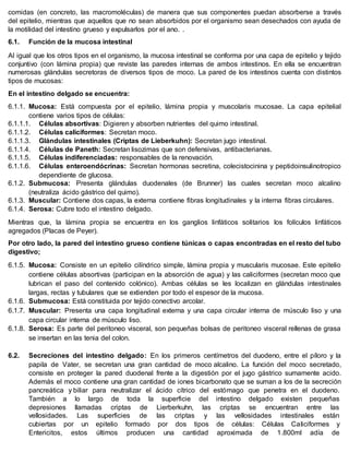 comidas (en concreto, las macromoléculas) de manera que sus componentes puedan absorberse a través
del epitelio, mientras que aquellos que no sean absorbidos por el organismo sean desechados con ayuda de
la motilidad del intestino grueso y expulsarlos por el ano. .
6.1. Función de la mucosa intestinal
Al igual que los otros tipos en el organismo, la mucosa intestinal se conforma por una capa de epitelio y tejido
conjuntivo (con lámina propia) que reviste las paredes internas de ambos intestinos. En ella se encuentran
numerosas glándulas secretoras de diversos tipos de moco. La pared de los intestinos cuenta con distintos
tipos de mucosas:
En el intestino delgado se encuentra:
6.1.1. Mucosa: Está compuesta por el epitelio, lámina propia y muscolaris mucosae. La capa epitelial
contiene varios tipos de células:
6.1.1.1. Células absortivas: Digieren y absorben nutrientes del quimo intestinal.
6.1.1.2. Células caliciformes: Secretan moco.
6.1.1.3. Glándulas intestinales (Criptas de Lieberkuhn): Secretan jugo intestinal.
6.1.1.4. Células de Paneth: Secretan lisozimas que son defensivas, antibacterianas.
6.1.1.5. Células indiferenciadas: responsables de la renovación.
6.1.1.6. Células enteroendócrinas: Secretan hormonas secretina, colecistocinina y peptidoinsulinotropico
dependiente de glucosa.
6.1.2. Submucosa: Presenta glándulas duodenales (de Brunner) las cuales secretan moco alcalino
(neutraliza ácido gástrico del quimo).
6.1.3. Muscular: Contiene dos capas, la externa contiene fibras longitudinales y la interna fibras circulares.
6.1.4. Serosa: Cubre todo el intestino delgado.
Mientras que, la lámina propia se encuentra en los ganglios linfáticos solitarios los folículos linfáticos
agregados (Placas de Peyer).
Por otro lado, la pared del intestino grueso contiene túnicas o capas encontradas en el resto del tubo
digestivo;
6.1.5. Mucosa: Consiste en un epitelio cilíndrico simple, lámina propia y muscularis mucosae. Este epitelio
contiene células absortivas (participan en la absorción de agua) y las caliciformes (secretan moco que
lubrican el paso del contenido colónico). Ambas células se les localizan en glándulas intestinales
largas, rectas y tubulares que se extienden por todo el espesor de la mucosa.
6.1.6. Submucosa: Está constituida por tejido conectivo arcolar.
6.1.7. Muscular: Presenta una capa longitudinal externa y una capa circular interna de músculo liso y una
capa circular interna de músculo liso.
6.1.8. Serosa: Es parte del peritoneo visceral, son pequeñas bolsas de peritoneo visceral rellenas de grasa
se insertan en las tenia del colon.
6.2. Secreciones del intestino delgado: En los primeros centímetros del duodeno, entre el píloro y la
papila de Vater, se secretan una gran cantidad de moco alcalino. La función del moco secretado,
consiste en proteger la pared duodenal frente a la digestión por el jugo gástrico sumamente acido.
Además el moco contiene una gran cantidad de iones bicarbonato que se suman a los de la secreción
pancreática y biliar para neutralizar el ácido cítrico del estómago que penetra en el duodeno.
También a lo largo de toda la superficie del intestino delgado existen pequeñas
depresiones llamadas criptas de Lierberkuhn, las criptas se encuentran entre las
vellosidades. Las superficies de las criptas y las vellosidades intestinales están
cubiertas por un epitelio formado por dos tipos de células: Células Caliciformes y
Entericitos, estos últimos producen una cantidad aproximada de 1.800ml adía de
 