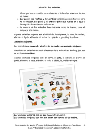 Unidad 6: Los animales.

     tiene que buscar comida para alimentar a la hembra mientras incuba
     un huevo.
   o Los peces, los reptiles y los anfibios también nacen de huevos, pero
     no los incuban. Los peces y los anfibios ponen sus huevos en el agua y
     los reptiles los entierran en la arena.
   o La mayoría de los animales invertebrados nacen de huevos, como el
     cangrejo o la mosca.

Algunos animales ovíparos son el cocodrilo, la serpiente, la rana, la sardina,
el atún, el águila, el halcón, el buitre, la cigüeña, el gorrión y la paloma.

Animales vivíparos.

Los animales que nacen del vientre de su madre son animales vivíparos.

Cuando estos animales nacen se alimentan de la leche de su madre y por eso
se les llama mamíferos.

Algunos animales vivíparos son: el perro, el gato, el caballo, el ciervo, el
gamo, el cerdo, la vaca, el burro, el león, la cebra, la jirafa y el tigre.




Los animales ovíparos son los que nacen de un huevo.
Los animales vivíparos son los que nacen del vientre de su madre.
 

Conocimiento del Medio: 3º curso de Educación Primaria. Maestro: Juan Moya.   6 
              C.E.I.P “Sagrados Corazones”, Escalonilla (Toledo).
 