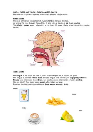  
	
  
	
  
	
  
	
  
	
  
SMELL, TASTE AND TOUCH - OLFATO, GUSTO, TACTO 	
  
Our nose and tongue work together. Nuestra nariz y lengua trabajan juntas. 	
  
	
  
Smell - Olfato 	
  
Our nose is the organ we use to smell. Nuestra nariz es el órgano del olfato. 	
  
Air enters the nose through the nostrils. El aire entra a través de las fosas nasales. 	
  
The olfactory nerve sends information to our brain. El nervio olfativo envía información a nuestro
cerebro. 	
  
	
  
	
  
	
  
	
  
	
  
	
  
	
  
	
  
	
  
	
  
	
  
	
  
	
  
	
  
	
  
	
  
	
  
	
  
	
  
	
  
	
  
	
  
	
  
Taste - Gusto
	
  
Our tongue is the organ we use to taste. Nuestra lengua es el órgano del gusto. 	
  
Our tongue is covered in taste buds. Nuestra lengua está cubierta por las papilas gustativas. 	
  
Nerves send information to our brain. Los nervios envían información a nuestro cerebro. 	
  
We can identify four basic tastes: sweet, salty, bitter and sour.
Podemos identificar cuatro gustos básicos: dulce, salado, amargo y ácido. 	
  
	
  
sweet 	
  
	
  
	
  
	
   tasty
	
  
	
  
	
  
	
  
	
  
	
  
bitter 	
  
	
   	
   	
   	
   	
   	
   	
   	
   	
   	
   	
   	
   sour	
  
 