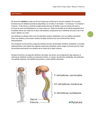 Edgar Adrian Vargas Tejeda Bloque D Anatomia

VERTEBRAS

Se denomina vértebra a cada uno de los huesos que conforman la columna vertebral. En los seres
humanos hay 33 vértebras durante la etapa fetal y en la niñez (7 cervicales + 12 torácicas + 5 lumbares +
5 sacras + 4 del cóccix), y durante la etapa adulta sólo hay 24 debido a que los huesos del sacro y
el cóccix se unen convirtiéndose en un hueso cada uno. Cada una de ellas se encuentra separada de la
inmediata inferior por medio de un disco intervertebral, exceptuando las 5 vértebras del sacro y las 4 del
cóccix, debido a su unión.
Las vértebras se alinean entre sí por los llamados cuerpos vertebrales y por sus apófisis articulares.
Entre una vértebra y otra existen núcleos de tejido conectivo laxo que se denominan discos
intervertebrales.
Con excepción de las primera y segunda vértebra cervical, las llamadas vértebras verdaderas o movibles
(pertenecientes a las citadas tres regiones superiores) presentan ciertos rasgos comunes que son mejor
reconocidos examinando una vértebra de en medio de la región torácica.

Excepto la primera y la segunda vértebras cervicales, que tienen una configuración algo especial, el
resto de las vértebras muestra una estructura similar: un cuerpo, dos láminas vertebrales, dos pedículos,
una apófisis espinosa, dos apófisis transversas y cuatro apófisis articulares

1

 