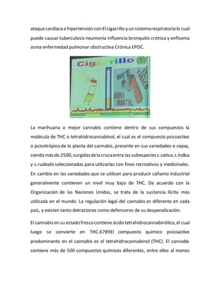 ataquecardíaco ehipertensión con Elcigarrillo y un sistemarespiratoriolo cual
puede causar tuberculosis neumonía influencia bronquitis crónica y enfisema
asma enfermedad pulmonar obstructiva Crónica EPOC.
La marihuana o mejor cannabis contiene dentro de sus compuestos la
molécula de THC o tetrahidrocannabinol, el cual es el compuesto psicoactivo
o psicotrópico de la planta del cannabis, presente en sus variedades o cepas,
siendo másde 2500,surgidasdela cruzaentre las subespeciess.sativa,s.índica
y s.rudealis seleccionadas para utilizarlas con fines recreativos y medicinales.
En cambio en las variedades que se utilizan para producir cáñamo industrial
generalmente contienen un nivel muy bajo de THC. De acuerdo con la
Organización de las Naciones Unidas, se trata de la sustancia ilícita más
utilizada en el mundo. La regulación legal del cannabis es diferente en cada
país, y existen tanto detractores como defensores de su despenalización.
El cannabisen su estado frescocontiene ácido tetrahidrocannabinólico,el cual
luego se convierte en THC.6789El compuesto químico psicoactivo
predominante en el cannabis es el tetrahidrocannabinol (THC). El cannabis
contiene más de 500 compuestos químicos diferentes, entre ellos al menos
 