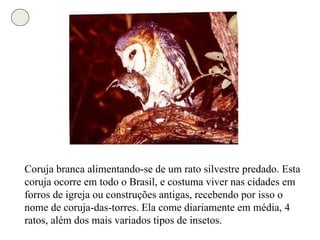 Coruja branca alimentando-se de um rato silvestre predado. Esta coruja ocorre em todo o Brasil, e costuma viver nas cidades em forros de igreja ou construções antigas, recebendo por isso o nome de coruja-das-torres. Ela come diariamente em média, 4 ratos, além dos mais variados tipos de insetos.  