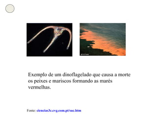 Exemplo de um dinoflagelado que causa a morte os peixes e mariscos formando as marés vermelhas. Fonte:  ciencias3c.cvg.com.pt/suc.htm 