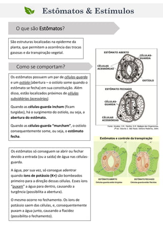 Estômatos & Estímulos
O que são Estômatos?
São estruturas localizadas na epiderme da
planta, que permitem a ocorrência das trocas
gasosas e da transpiração vegetal.
Como se comportam?
Os estômatos possuem um par de células-guarda
e um ostíolo (abertura – o ostíolo some quando o
estômato se fecha) em sua constituição. Além
disso, estão localizados próximos de células
subsidiárias (acessórias).
Quando as células-guarda incham (ficam
turgidas), há o surgimento do ostíolo, ou seja, a
abertura do estômato.
Quando as células-guarda “murcham”, o ostíolo
consequentemente some, ou seja, o estômato
fecha.
Os estômatos só conseguem se abrir ou fechar
devido a entrada (ou a saída) de água nas células-
guarda.
A água, por sua vez, só consegue adentrar
quando íons de potássio (K+) são bombeados
primeiro para a direção dessas células. Esses íons
“puxam” a água para dentro, causando a
turgência (possibilita a abertura).
O mesmo ocorre no fechamento. Os íons de
potássio saem das células, e, consequentemente
puxam a água junto, causando a flacidez
(possibilita o fechamento).
 