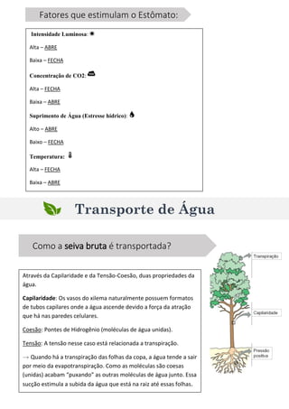 Transporte de Água
Fatores que estimulam o Estômato:
Intensidade Luminosa:
Alta – ABRE
Baixa – FECHA
Concentração de CO2:
Alta – FECHA
Baixa – ABRE
Suprimento de Água (Estresse hídrico):
Alto – ABRE
Baixo – FECHA
Temperatura:
Alta – FECHA
Baixa – ABRE
Como a seiva bruta é transportada?
Através da Capilaridade e da Tensão-Coesão, duas propriedades da
água.
Capilaridade: Os vasos do xilema naturalmente possuem formatos
de tubos capilares onde a água ascende devido a força da atração
que há nas paredes celulares.
Coesão: Pontes de Hidrogênio (moléculas de água unidas).
Tensão: A tensão nesse caso está relacionada a transpiração.
→ Quando há a transpiração das folhas da copa, a água tende a sair
por meio da evapotranspiração. Como as moléculas são coesas
(unidas) acabam “puxando” as outras moléculas de água junto. Essa
sucção estimula a subida da água que está na raiz até essas folhas.
 