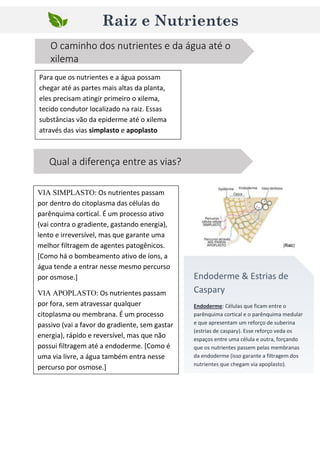 Raiz e Nutrientes
VIA SIMPLASTO: Os nutrientes passam
por dentro do citoplasma das células do
parênquima cortical. É um processo ativo
(vai contra o gradiente, gastando energia),
lento e irreversível, mas que garante uma
melhor filtragem de agentes patogênicos.
[Como há o bombeamento ativo de íons, a
água tende a entrar nesse mesmo percurso
por osmose.]
VIA APOPLASTO: Os nutrientes passam
por fora, sem atravessar qualquer
citoplasma ou membrana. É um processo
passivo (vai a favor do gradiente, sem gastar
energia), rápido e reversível, mas que não
possui filtragem até a endoderme. [Como é
uma via livre, a água também entra nesse
percurso por osmose.]
Qual a diferença entre as vias?
O caminho dos nutrientes e da água até o
xilema
Para que os nutrientes e a água possam
chegar até as partes mais altas da planta,
eles precisam atingir primeiro o xilema,
tecido condutor localizado na raiz. Essas
substâncias vão da epiderme até o xilema
através das vias simplasto e apoplasto
Endoderme & Estrias de
Caspary
Endoderme: Células que ficam entre o
parênquima cortical e o parênquima medular
e que apresentam um reforço de suberina
(estrias de caspary). Esse reforço veda os
espaços entre uma célula e outra, forçando
que os nutrientes passem pelas membranas
da endoderme (isso garante a filtragem dos
nutrientes que chegam via apoplasto).
 