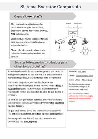 Sistema Excretor Comparado
O que são excretas*?
São resíduos indesejáveis que são
resultado das reações metabólicas,
produzidos dentro das células. Ex: CO2,
NH3 (amônia), etc.
Esses resíduos muitas vezes são tóxicos
para o organismo, necessitando que
sejam eliminados.
*Fezes não são consideradas excretas
pois não são restos do metabolismo
celular!
*Fezes não são consideradas excretas pois
Excretas Nitrogenadas (produzidos pela
digestão das proteínas)
A amônia (chamada de excreta nitrogenada por causa do
nitrogênio existente na sua molécula) é um exemplo de
excreta nitrogenada, bastante tóxica para o organismo.
Por ser tão prejudicial, essa molécula pode ser
transformada em estágios menos tóxicos, como a Uréia e
o Ácido Úrico (essa transformação está diretamente
relacionada com as quantidades de água de que dispõe o
ser vivo).
Os animais que produzem a amônia em seu estado puro
são chamados amoniotélicos (ex: invertebrados aquáticos
e peixes ósseos).
Os que produzem a Uréia são chamados de uriotélicos
(ex: anfíbios, mamíferos, anelídeos e peixes cartilaginosos)
E os que produzem Ácido Úrico são chamados de
uricotélicos (ex: aves, répteis)
AMÔNIA – Mais tóxico
URÉIA – Moderadamente tóxico
ÁCIDO ÚRICO – Menos tóxico
Obs: Quanto mais a amônia é
transformada, mais gasto de
energia para o organismo!
Obs2: Quanto mais rica em
proteínas é a minha alimentação,
mais excretas nitrogenados eu
produzo.
 