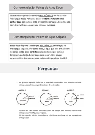 1. Os gráficos seguintes mostram as diferentes quantidades dos principais excretas
nitrogenados eliminados por três classes de vertebrados
a) Qual dos três animais tem maior gasto de energia para eliminar suas excretas
nitrogenadas? Justifique sua resposta.
b) Que pressão seletiva determinou a referida característica em seu metabolismo
nitrogenado?
Perguntas
Osmorregulação: Peixes de Água Doce
Esses tipos de peixe são sempre HIPERTÔNICOS em relação ao
meio (água doce). Por causa disso, tendem a naturalmente
ganhar água por osmose (não precisam beber água). Seus rins são
bem desenvolvidos, capazes de eliminar excessos.
Osmorregulação: Peixes de Água Salgada
Esses tipos de peixe são sempre HIPOTÔNICOS em relação ao
meio (água salgada). Por conta disso, a água que eles armazenam
no corpo tende a ser perdida constantemente por osmose
(precisam, portanto, beber água para repor). Rins poucos
desenvolvidos (justamente para evitar maior perda de líquido).
 