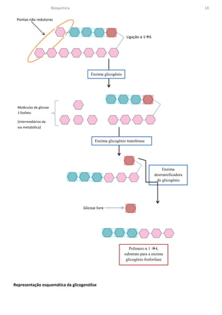Bioquímica                                                               14

 Pontas não redutoras



                                                               Ligação α 1 6




                                          Enzima glicogênio




  Moléculas de glicose
  1 fosfato

  (intermediários da
  via metabólica)


                                             Enzima glicogênio transferase




                                                                                    Enzima
                                                                               desrramificadora
                                                                                do glicogênio




                                      Glicose livre




                                                                 Polímero α 1 4,
                                                              substrato para a enzima
                                                               glicogênio fosforilase




Representação esquemática da glicogenólise
 