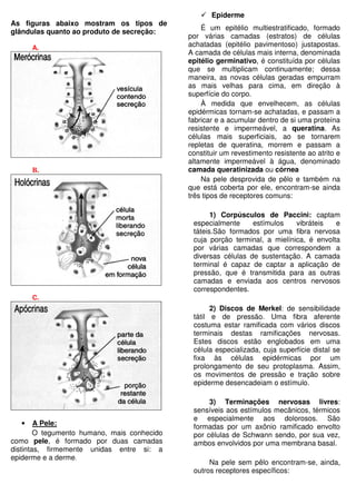 As figuras abaixo mostram os tipos de
glândulas quanto ao produto de secreção:
A.
B.
C.
• A Pele:
O tegumento humano, mais conhecido
como pele, é formado por duas camadas
distintas, firmemente unidas entre si: a
epiderme e a derme.
Epiderme
É um epitélio multiestratificado, formado
por várias camadas (estratos) de células
achatadas (epitélio pavimentoso) justapostas.
A camada de células mais interna, denominada
epitélio germinativo, é constituída por células
que se multiplicam continuamente; dessa
maneira, as novas células geradas empurram
as mais velhas para cima, em direção à
superfície do corpo.
À medida que envelhecem, as células
epidérmicas tornam-se achatadas, e passam a
fabricar e a acumular dentro de si uma proteína
resistente e impermeável, a queratina. As
células mais superficiais, ao se tornarem
repletas de queratina, morrem e passam a
constituir um revestimento resistente ao atrito e
altamente impermeável à água, denominado
camada queratinizada ou córnea
Na pele desprovida de pêlo e também na
que está coberta por ele, encontram-se ainda
três tipos de receptores comuns:
1) Corpúsculos de Paccini: captam
especialmente estímulos vibráteis e
táteis.São formados por uma fibra nervosa
cuja porção terminal, a mielínica, é envolta
por várias camadas que correspondem a
diversas células de sustentação. A camada
terminal é capaz de captar a aplicação de
pressão, que é transmitida para as outras
camadas e enviada aos centros nervosos
correspondentes.
2) Discos de Merkel: de sensibilidade
tátil e de pressão. Uma fibra aferente
costuma estar ramificada com vários discos
terminais destas ramificações nervosas.
Estes discos estão englobados em uma
célula especializada, cuja superfície distal se
fixa às células epidérmicas por um
prolongamento de seu protoplasma. Assim,
os movimentos de pressão e tração sobre
epiderme desencadeiam o estímulo.
3) Terminações nervosas livres:
sensíveis aos estímulos mecânicos, térmicos
e especialmente aos dolorosos. São
formadas por um axônio ramificado envolto
por células de Schwann sendo, por sua vez,
ambos envolvidos por uma membrana basal.
Na pele sem pêlo encontram-se, ainda,
outros receptores específicos:
 