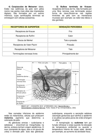 4) Corpúsculos de Meissner: táteis.
Estão nas saliências da pele sem pêlos
(como nas partes mais altas das impressões
digitais). São formados por um axônio
mielínico, cujas ramificações terminais se
entrelaçam com células acessórias.
5) Bulbos terminais de Krause:
receptores térmicos de frio. São formados por
uma fibra nervosa cuja terminação possui
forma de clava.Situam-se nas regiões
limítrofes da pele com as membranas
mucosas (por exemplo: ao redor dos lábios e
dos genitais).
RECEPTORES DE SUPERFÍCIE SENSAÇÃO PERCEBIDA
Receptores de Krause Frio
Receptores de Ruffini Calor
Discos de Merkel Tato e pressão
Receptores de Vater-Pacini Pressão
Receptores de Meissner Tato
Terminações nervosas livres Principalmente dor
Nas camadas inferiores da epiderme
estão os melanócitos, células que produzem
melanina, pigmento que determina a
coloração da pele.
As glândulas anexas – sudoríparas e
sebáceas – encontram-se mergulhadas na
derme, embora tenham origem epidérmica. O
suor (composto de água, sais e um pouco de
uréia) é drenado pelo duto das glândulas
sudoríparas, enquanto a secreção sebácea
(secreção gordurosa que lubrifica a epiderme
e os pêlos) sai pelos poros de onde emergem
os pêlos.
A transpiração ou sudorese tem por
função refrescar o corpo quando há elevação
da temperatura ambiental ou quando a
temperatura interna do corpo sobe, devido,
por exemplo, ao aumento da atividade física.
 
