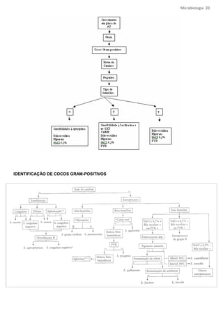 Microbiologia 20




IDENTIFICAÇÃO DE COCOS GRAM-POSITIVOS
 