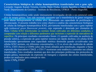 Características biológicas de células hematopoiéticas transfectadas com o gene egfp.  Leonardo Augusto Karam Teixeira, Cecília Matte Fricke, Camila Ilgenfritz e Nance Beyer Nardi. Departamento de Genética – Instituto de Biociências, UFRGS – Porto Alegre/RS. Células hematopoiéticas estão sendo intensamente investigadas devido a seu potencial como alvo de terapia gênica. Tem sido mostrado entretanto que a transferência de genes exógenos pode alterar biologicamente as células alvo, diminuindo sua capacidade de proliferação e diferenciação. O presente trabalho teve como objetivo a análise das características biológicas de células da linhagem hematopoiética K562, previamente transfectadas com o gene repórter egfp ( enhanced green fluorescent protein ), cuja expressão é detectada por citometria de fluxo.  Células K562 transfectadas ou normais foram cultivadas em diferentes condições, e comparadas com relação a diferentes parâmetros que incluiram a expressão de marcadores de superfície.  Os principais resultados encontrados foram: (1) quando cultivadas na ausência de pressão seletiva, a expressão do gene repórter mostrou um rápido declínio; (2) células K562 transfectadas apresentaram uma capacidade mitótica diminuída quando co-cultivadas com células K562 normais, em diferentes concentrações; e (3) os níveis das moléculas de adesão CD11c, CD31 (baixo) e CD49e (alto) não foram afetados pela transfecção, enquanto a baixa expressão dos marcadores CD62L e CD117 mostraram uma tendência a aumentar nas células transfectadas. Estes resultados mostram que dois dos principais problemas dos protocolos de terapia gênica, manutenção da expressão do transgene e expansão das células transfectadas, podem ser analisados para correção in vitro. Apoio: CNPq, FINEP 