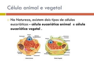 Célula animal e vegetal

   Na Natureza, existem dois tipos de células
    eucarióticas - célula eucariótica animal e célula
    eucariótica vegetal .
 