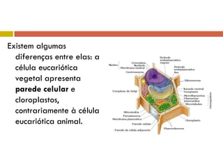 Existem algumas
  diferenças entre elas: a
  célula eucariótica
  vegetal apresenta
  parede celular e
  cloroplastos,
  contrariamente à célula
  eucariótica animal.
 