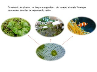Os animais , as plantas , os fungos e os protistas são os seres vivos da Terra que
apresentam este tipo de organização celular
 