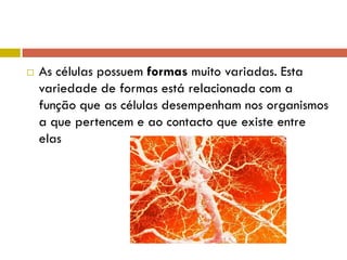  As células possuem formas muito variadas. Esta
variedade de formas está relacionada com a
função que as células desempenham nos organismos
a que pertencem e ao contacto que existe entre
elas
 