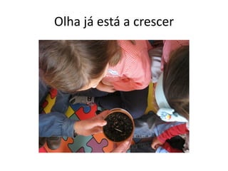 Olha já está a crescer
 