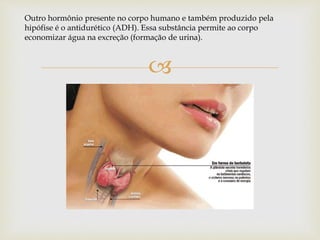 
Outro hormônio presente no corpo humano e também produzido pela
hipófise é o antidurético (ADH). Essa substância permite ao corpo
economizar água na excreção (formação de urina).
 