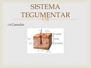
 Camadas
SISTEMA
TEGUMENTAR
 
