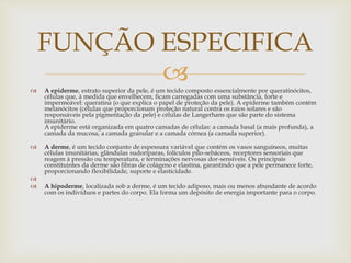  A epiderme, estrato superior da pele, é um tecido composto essencialmente por queratinócitos,
células que, à medida que envelhecem, ficam carregadas com uma substância, forte e
impermeável: queratina (o que explica o papel de proteção da pele). A epiderme também contém
melanócitos (células que proporcionam proteção natural contra os raios solares e são
responsáveis pela pigmentação da pele) e células de Langerhans que são parte do sistema
imunitário.
A epiderme está organizada em quatro camadas de células: a camada basal (a mais profunda), a
camada da mucosa, a camada granular e a camada córnea (a camada superior).
 A derme, é um tecido conjunto de espessura variável que contém os vasos sanguíneos, muitas
células imunitárias, glândulas sudoríparas, folículos pilo-sebáceos, receptores sensoriais que
reagem à pressão ou temperatura, e terminações nervosas dor-sensíveis. Os principais
constituintes da derme são fibras de colágeno e elastina, garantindo que a pele permanece forte,
proporcionando flexibilidade, suporte e elasticidade.

 A hipoderme, localizada sob a derme, é um tecido adiposo, mais ou menos abundante de acordo
com os indivíduos e partes do corpo. Ela forma um depósito de energia importante para o corpo.
FUNÇÃO ESPECIFICA
 