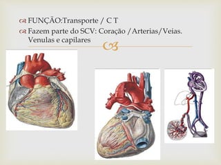 
 FUNÇÃO:Transporte / C T
 Fazem parte do SCV: Coração /Arterias/Veias.
Venulas e capilares
 