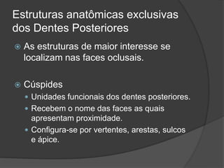 Estruturas anatômicas exclusivas
dos Dentes Posteriores
 As estruturas de maior interesse se
localizam nas faces oclusais.
 Cúspides
 Unidades funcionais dos dentes posteriores.
 Recebem o nome das faces as quais
apresentam proximidade.
 Configura-se por vertentes, arestas, sulcos
e ápice.
 