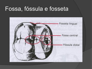Fossa, fóssula e fosseta
 