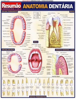 Resumo anatomia dentaria: odontostation@gmail.com